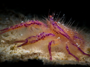 Snooted Hairy Squat Lobster in Siquijor. by Jan Morton 